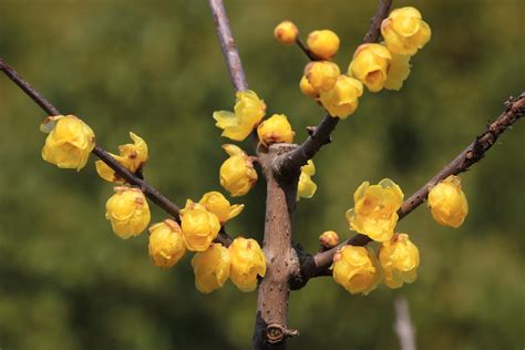 蠟梅|蜡梅（蜡梅科蜡梅属植物）